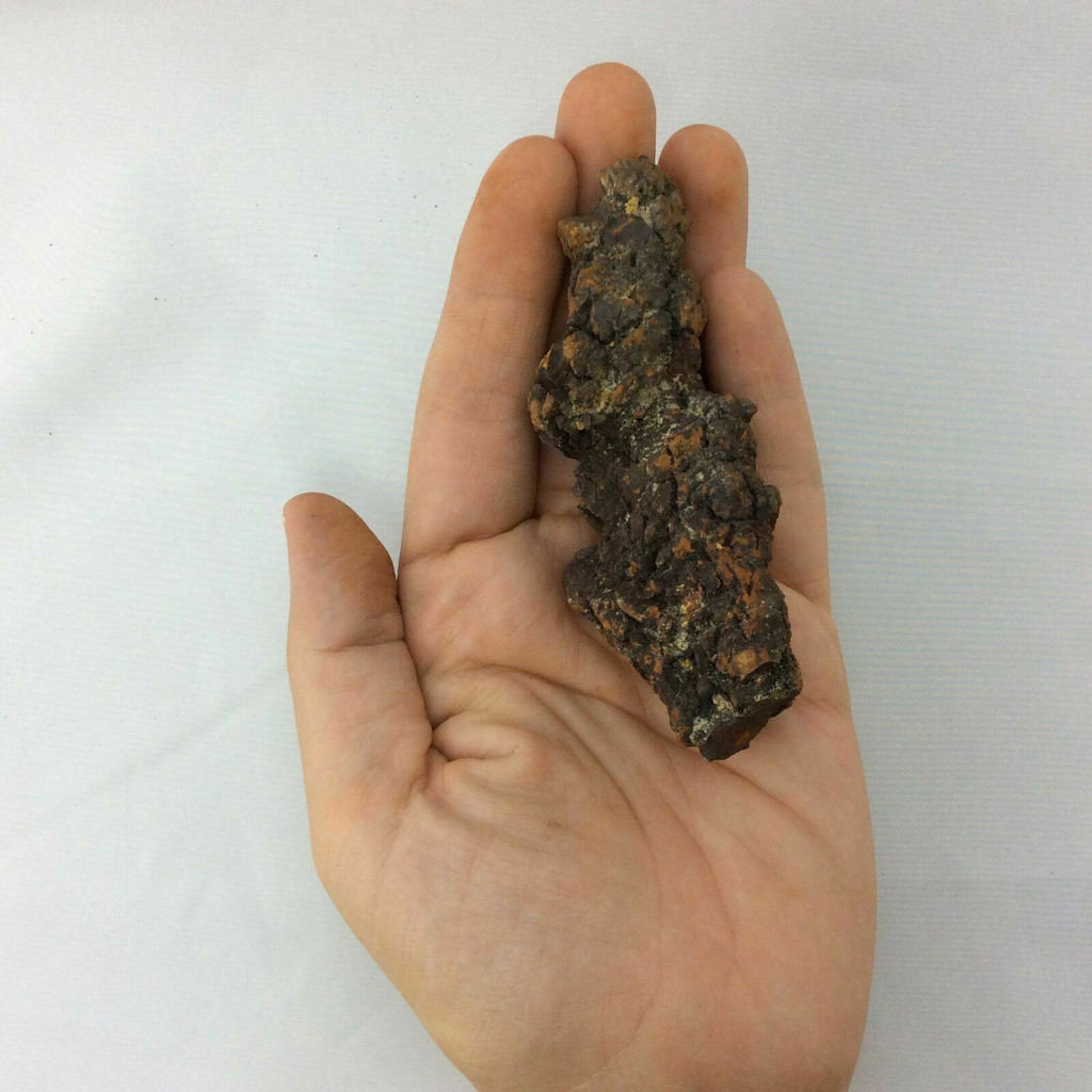 Coprolite Specimen 170806 Petrified Turtle Poop Stone Fossil Metaphysical 