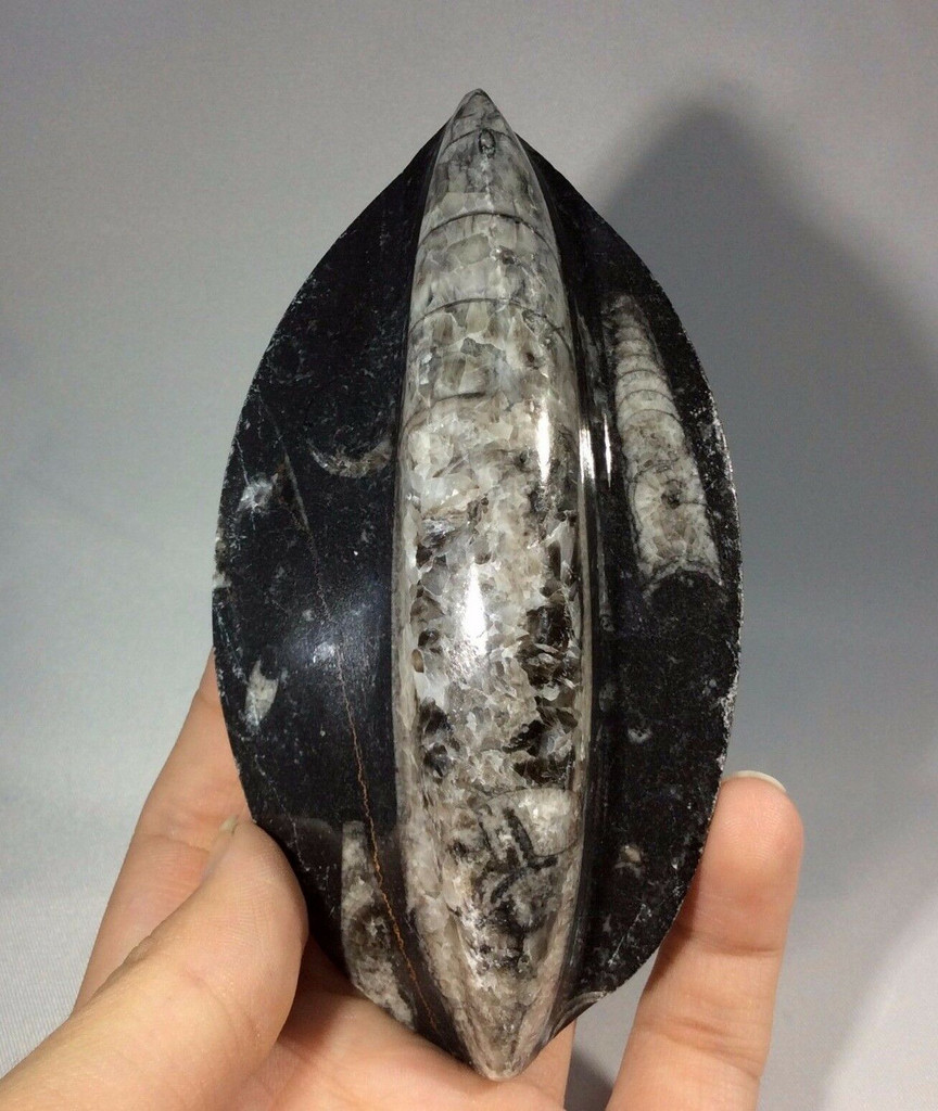 Polished Raised Black Orthoceras 170805 Orthoceratites Cephalopod Fossil