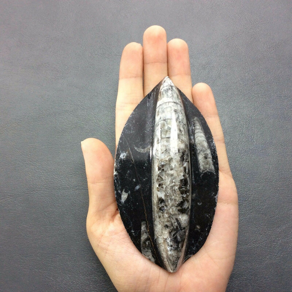 Polished Raised Black Orthoceras 170805 Orthoceratites Cephalopod Fossil