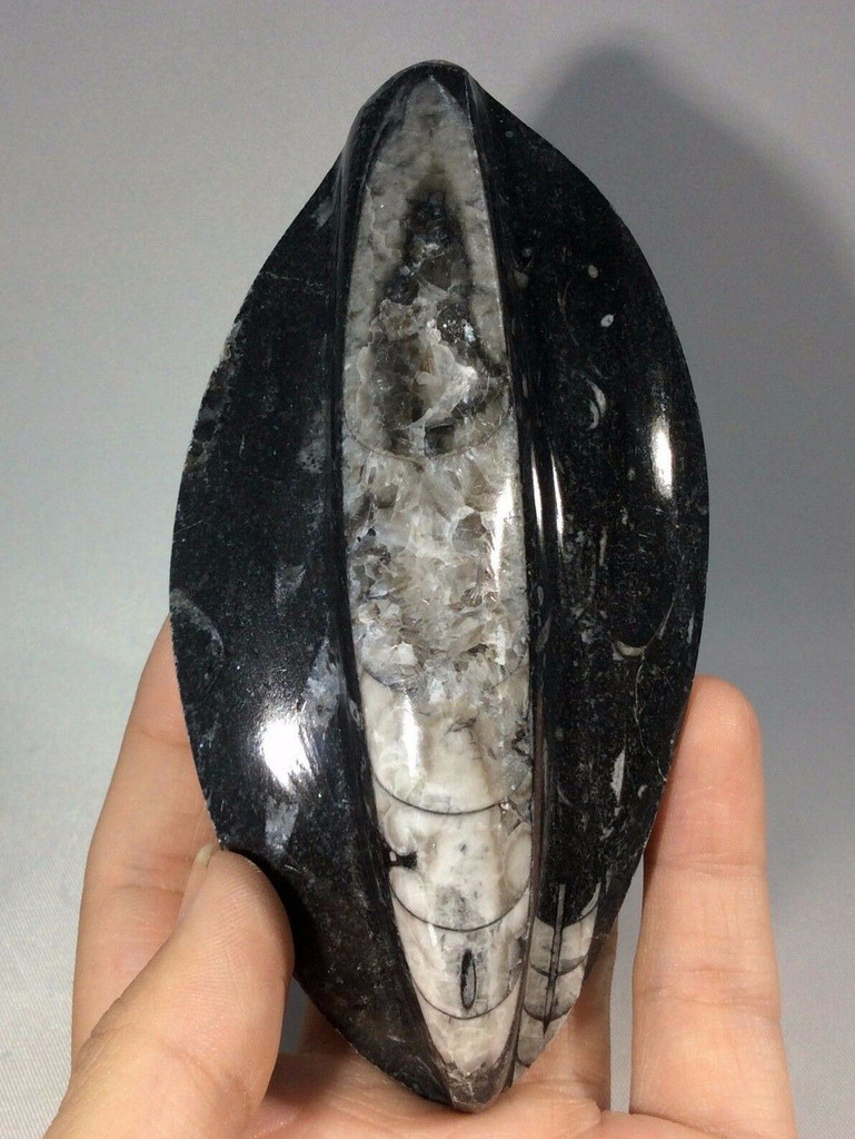 Polished Raised Black Orthoceras 170806 Orthoceratites Cephalopod Fossil