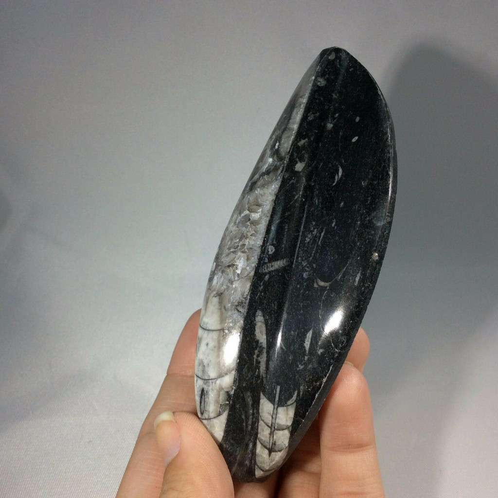 Polished Raised Black Orthoceras 170806 Orthoceratites Cephalopod Fossil