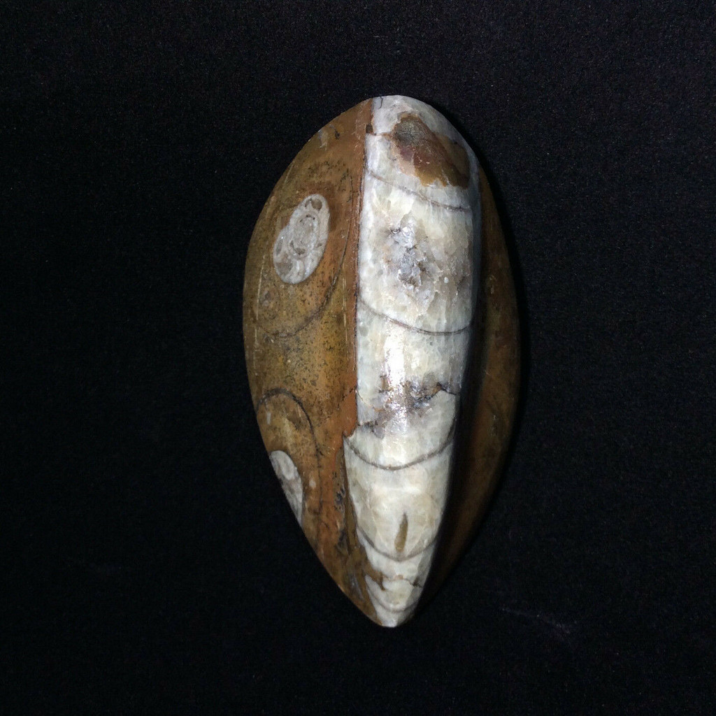 Polished Raised Orthoceras 170710 Master Healing Orthoceratite Cephalopod Fossil