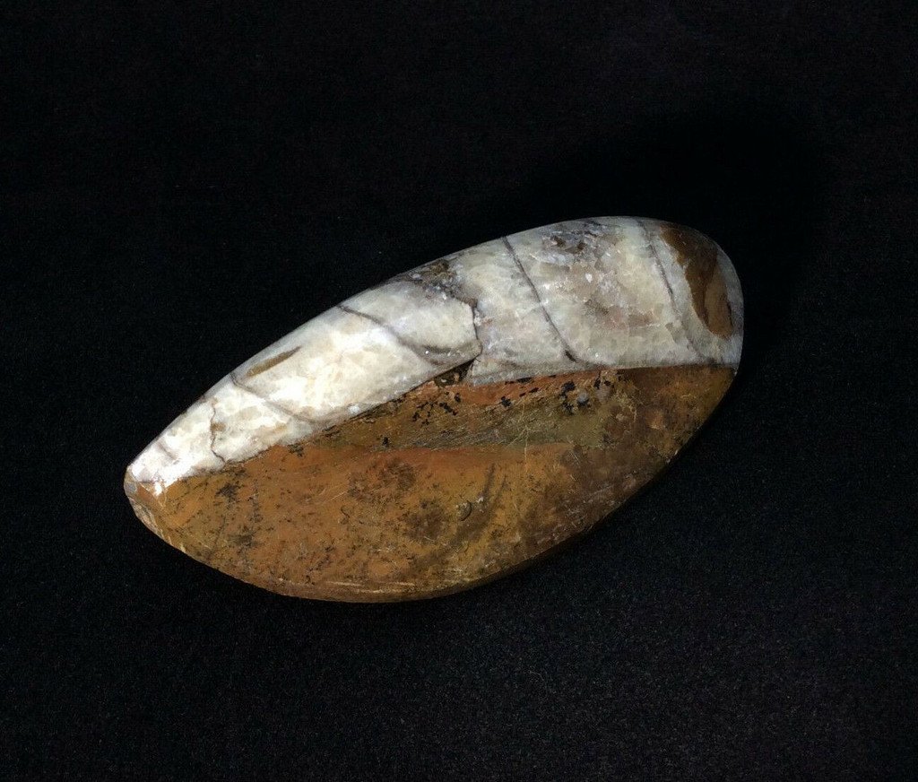 Polished Raised Orthoceras 170710 Master Healing Orthoceratite Cephalopod Fossil