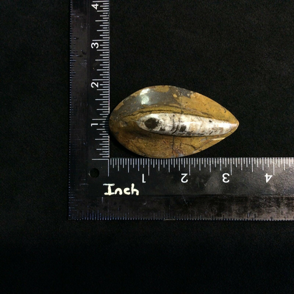 Polished Brown Raised Orthoceras 170718 Healing Orthoceratite Cephalopod Fossil
