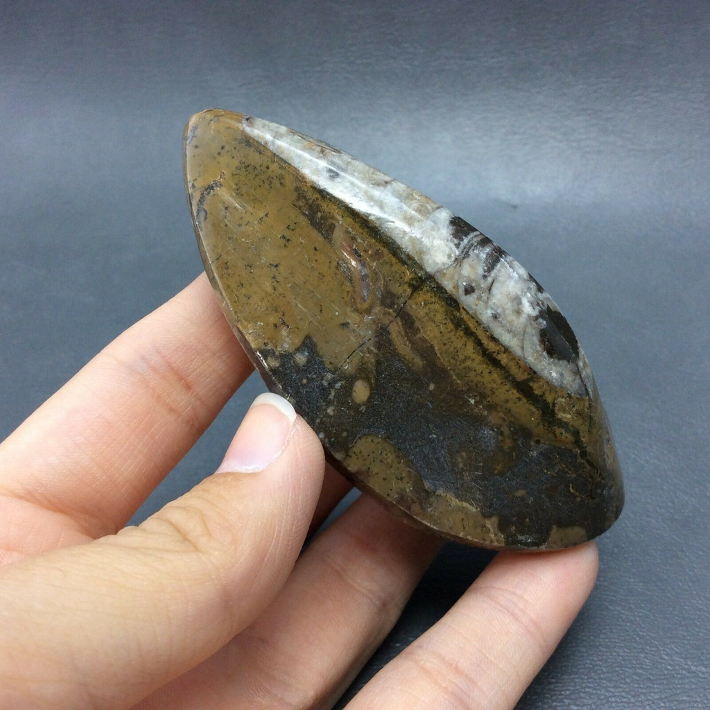 Polished Brown Raised Orthoceras 170718 Healing Orthoceratite Cephalopod Fossil