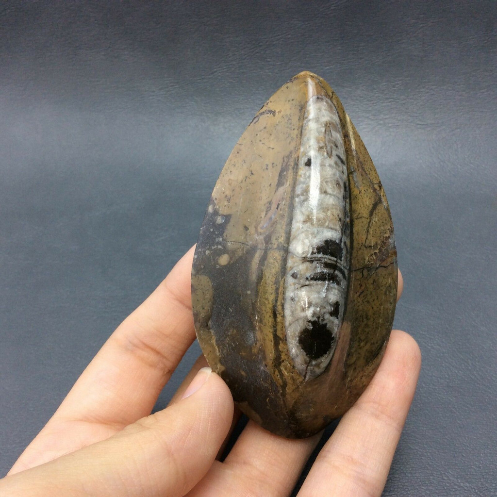 Polished Brown Raised Orthoceras 170718 Healing Orthoceratite Cephalopod Fossil