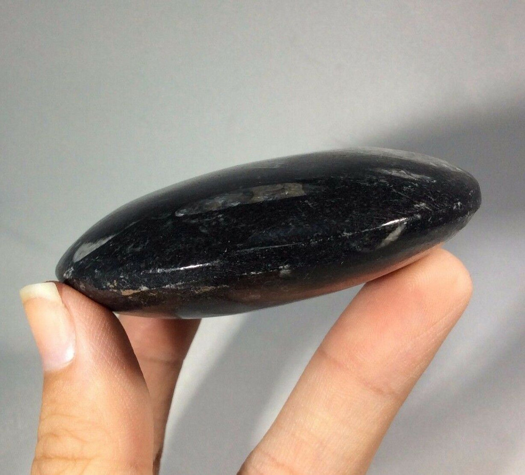 Black Orthoceras 4.8oz 170827 Palm Flat Stone Orthoceratites Cephalopod Fossil