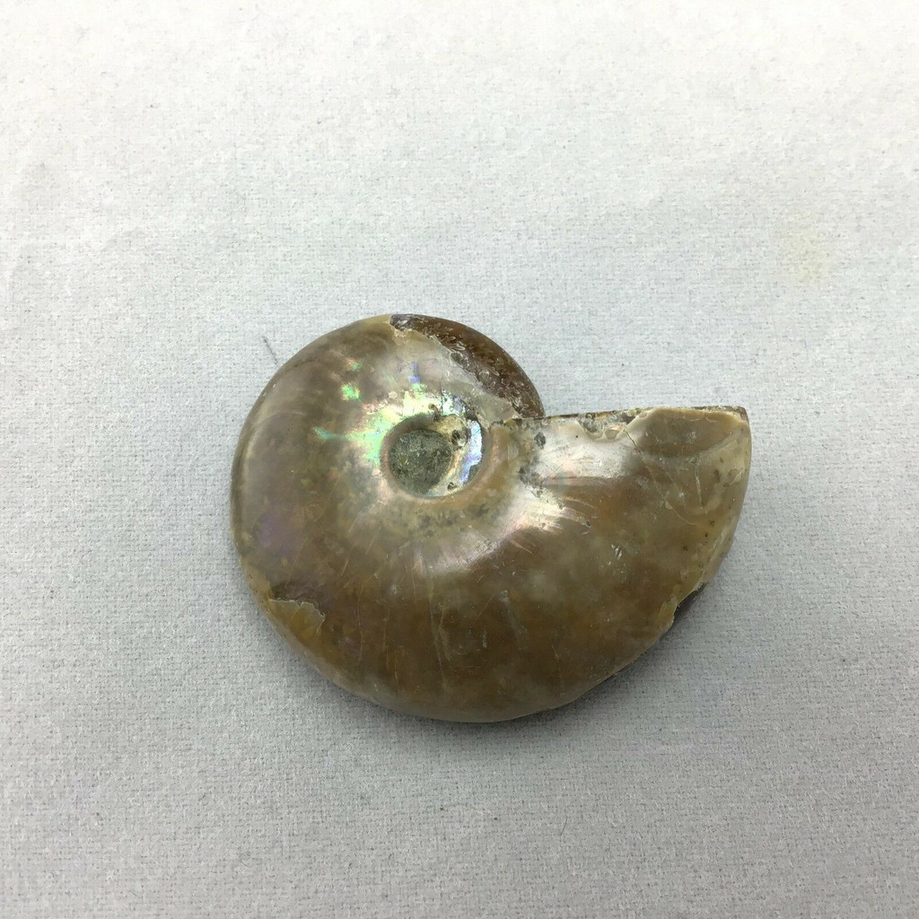 MeldedMind Polished Opalized Iridescent Ammonite Ammolite Fossil Morocco 282