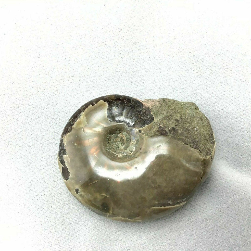 MeldedMind Polished Opalized Iridescent Ammonite Ammolite Fossil Morocco 279