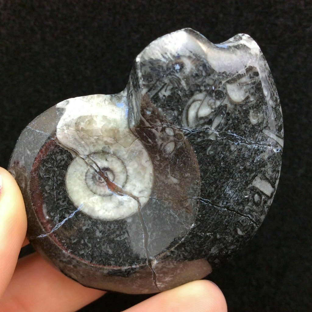 MeldedMind Polished Goniatite Specimen Ammonites Fossil Cephalopod Morocco 7