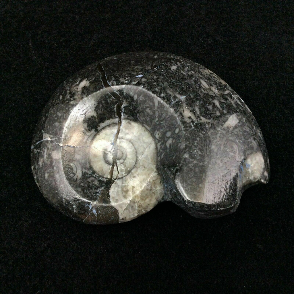 MeldedMind Polished Goniatite Specimen Ammonites Fossil Cephalopod Morocco 7