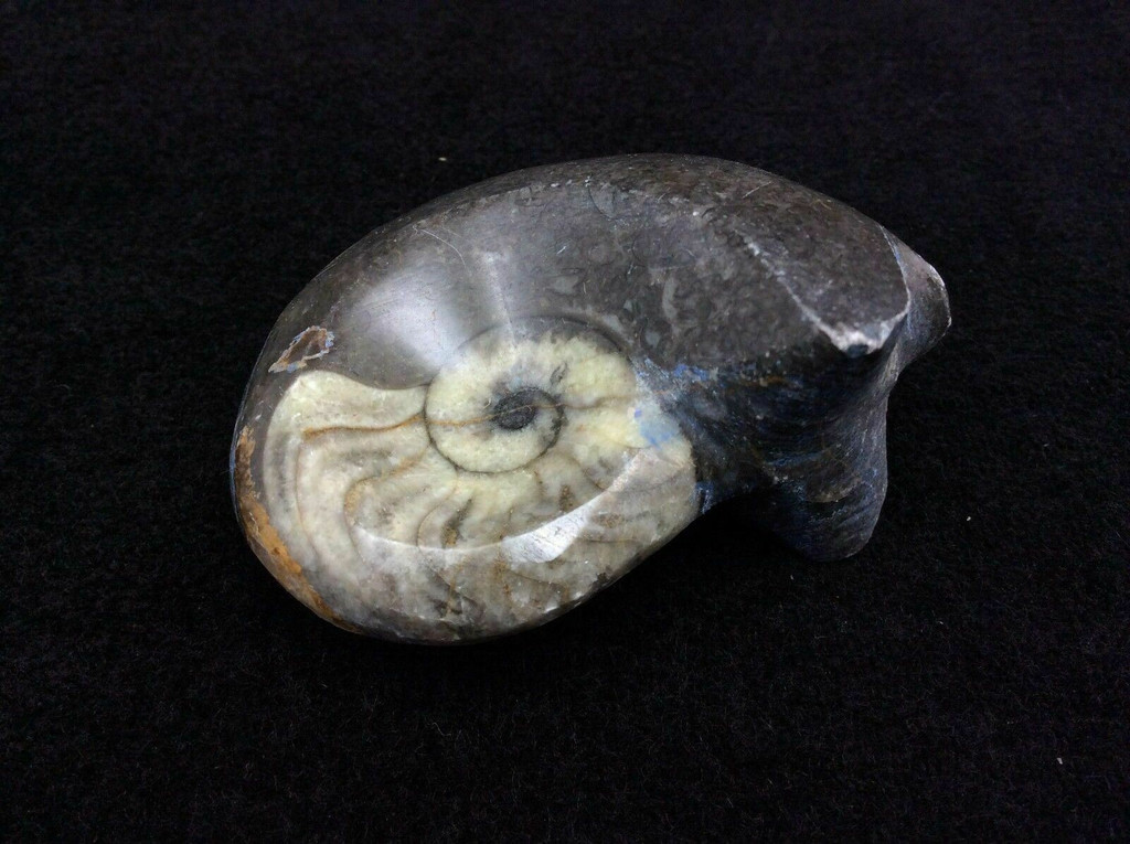 MeldedMind Polished Goniatite Specimen Ammonites Fossil Cephalopod Morocco 3