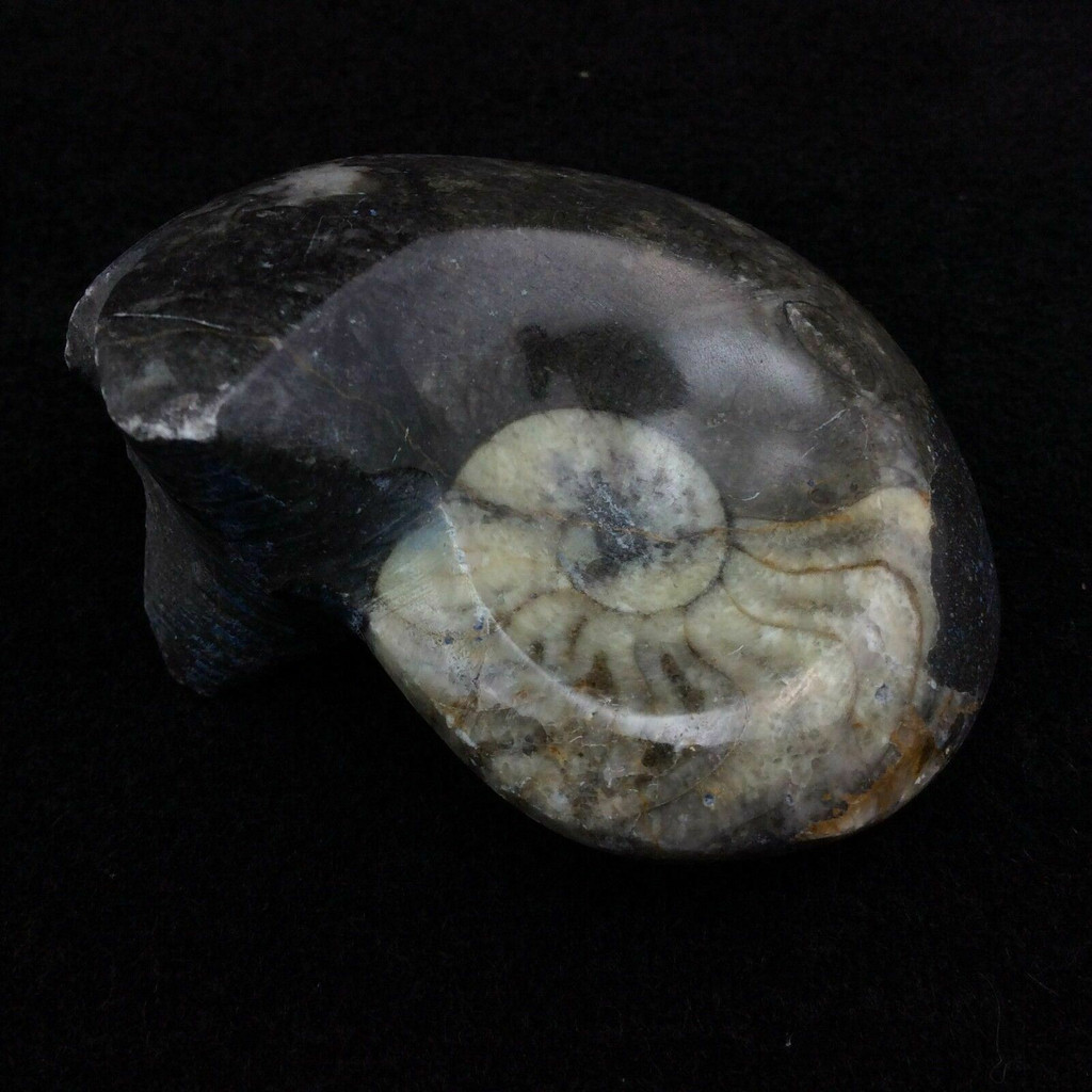 MeldedMind Polished Goniatite Specimen Ammonites Fossil Cephalopod Morocco 3