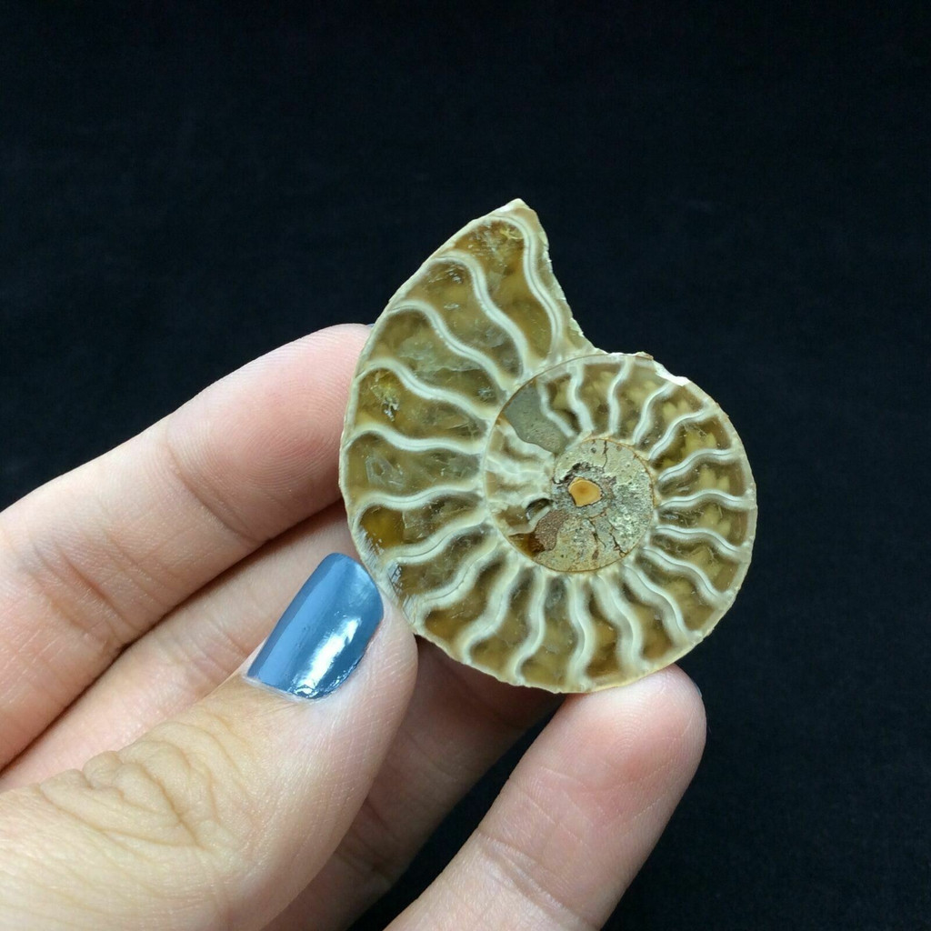 MeldedMind Ammonite Fossil Pairs 1.55in & 1.52in Madagascar Ancient Stone 170707
