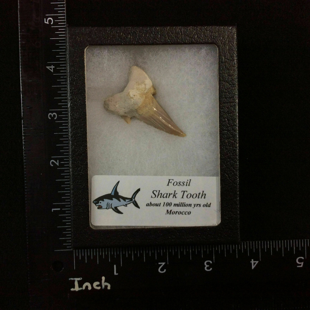 Fossil Shark Tooth 170501 Morocco 100 Millions Years Old In Collectors Box 