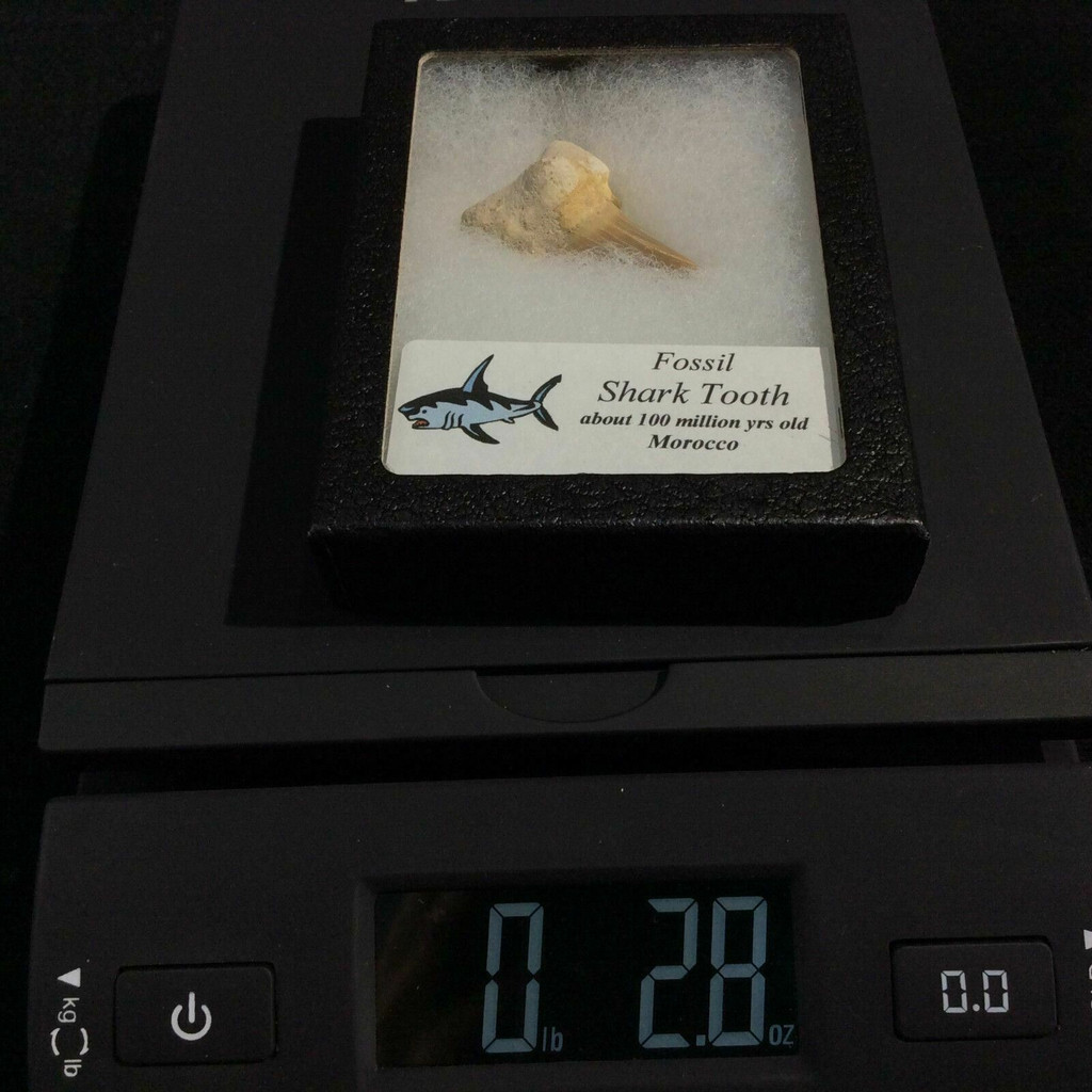 Fossil Shark Tooth 170501 Morocco 100 Millions Years Old In Collectors Box 