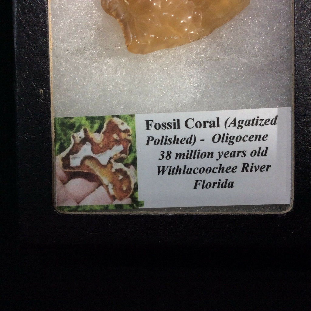 Agatized Fossil Coral 170564 In Collectors Box Metaphysical Emotional Balance