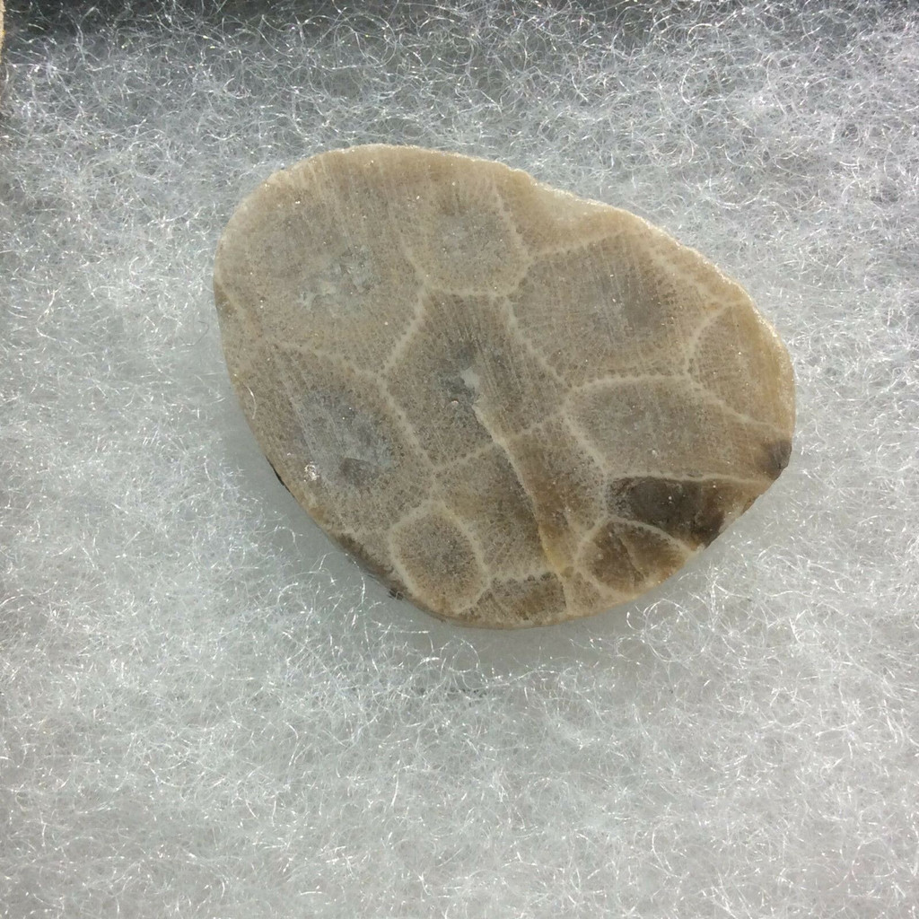 Petosky Stone Fossil Coral 170506 In Collectors Box Metaphysical