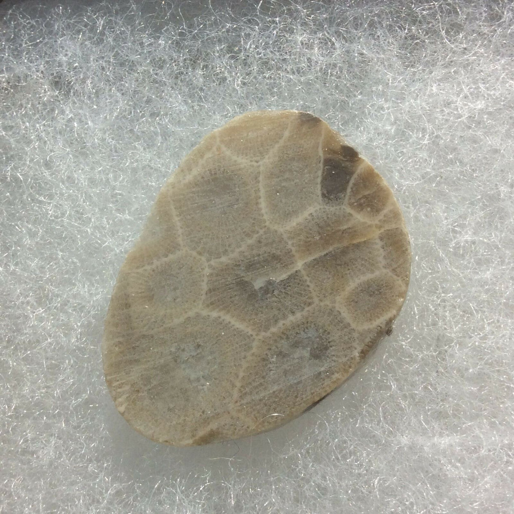 Petosky Stone Fossil Coral 170506 In Collectors Box Metaphysical