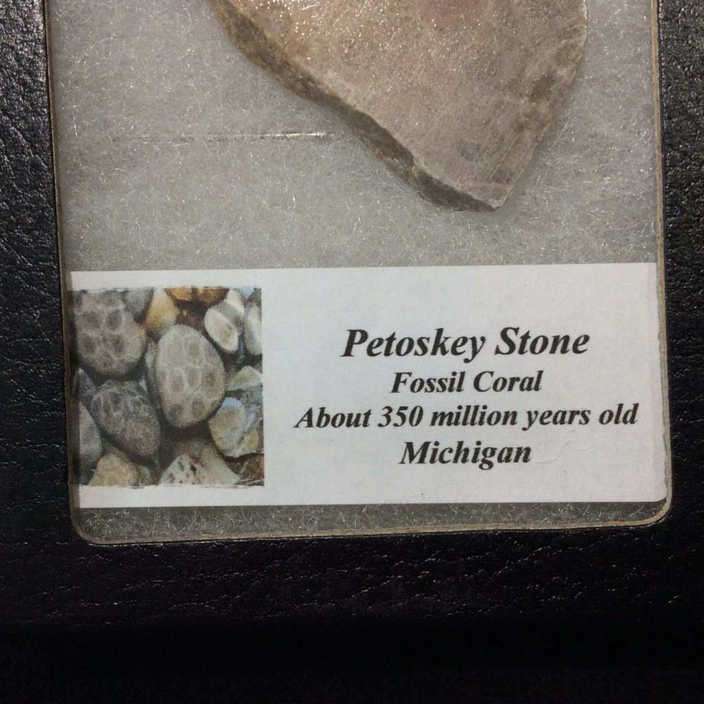 Petosky Stone Fossil Coral 170507 In Collectors Box Metaphysical