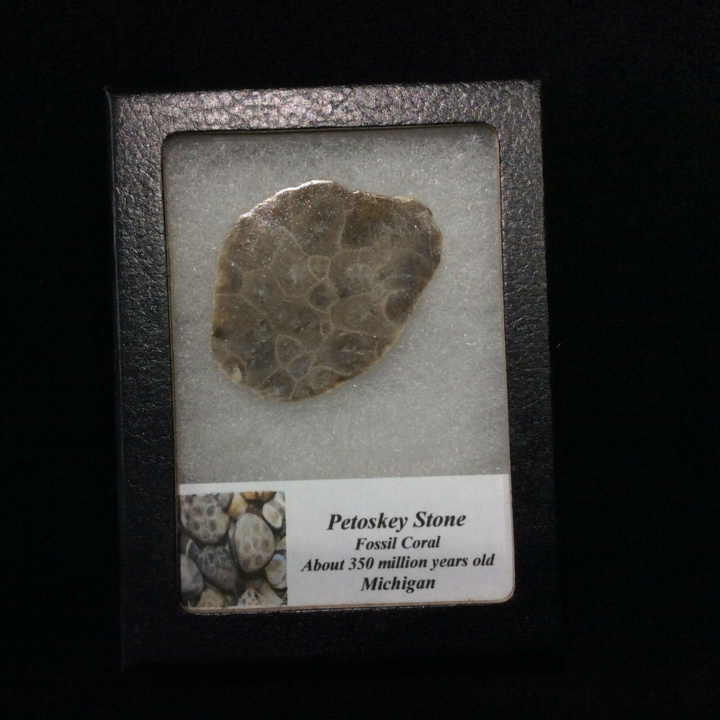 Petosky Stone Fossil Coral 170503 In Collectors Box Metaphysical