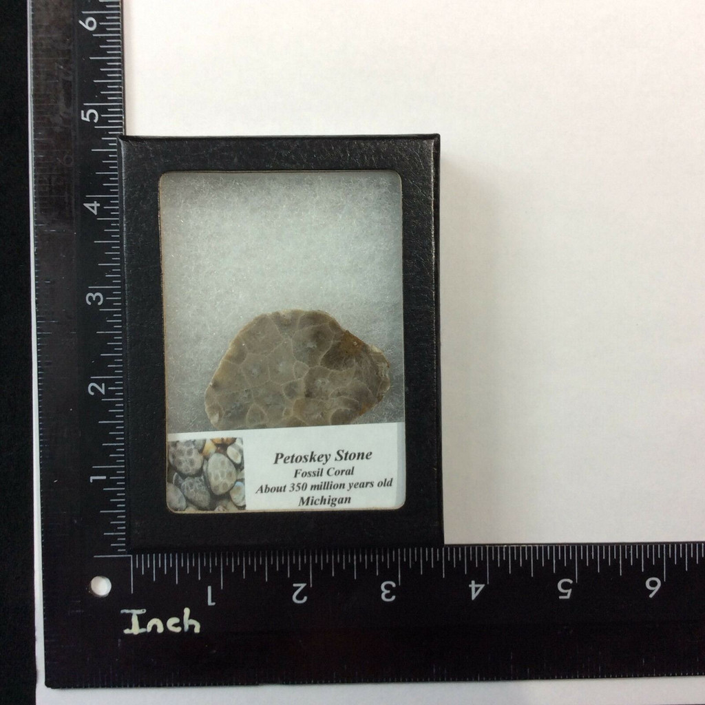 Petosky Stone Fossil Coral 170503 In Collectors Box Metaphysical