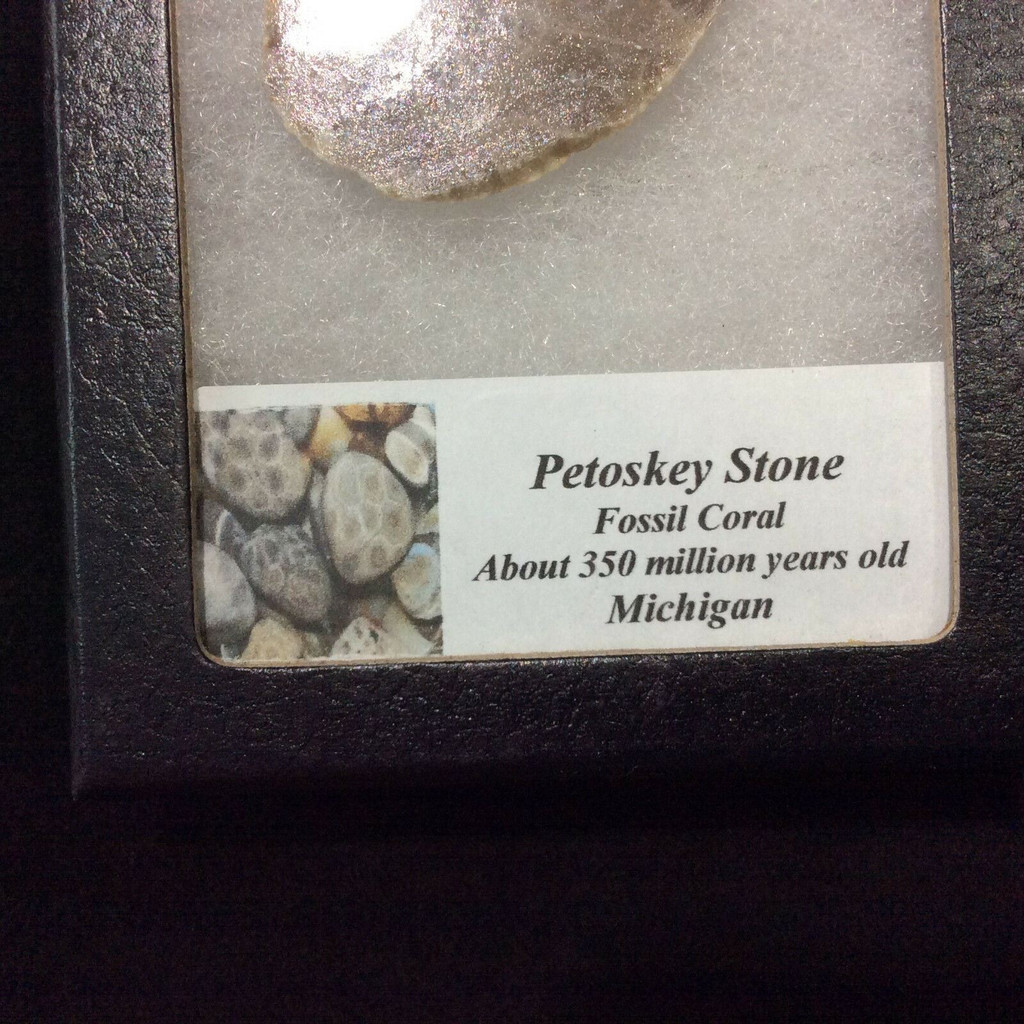 Petosky Stone Fossil Coral 170503 In Collectors Box Metaphysical