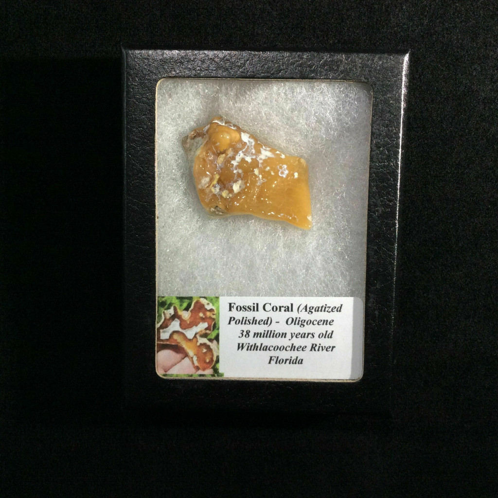 Agatized Fossil Coral 170566 In Collectors Box Metaphysical Emotional Balance