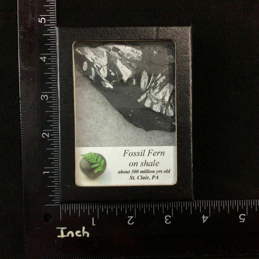 Fossil Fern on Shale 170502 In Collectors Box 300 Million Years Old