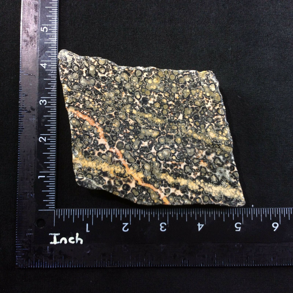 MeldedMind One-Side Polished Leopard Skin Jasper Slab Spotted Crystal 180401