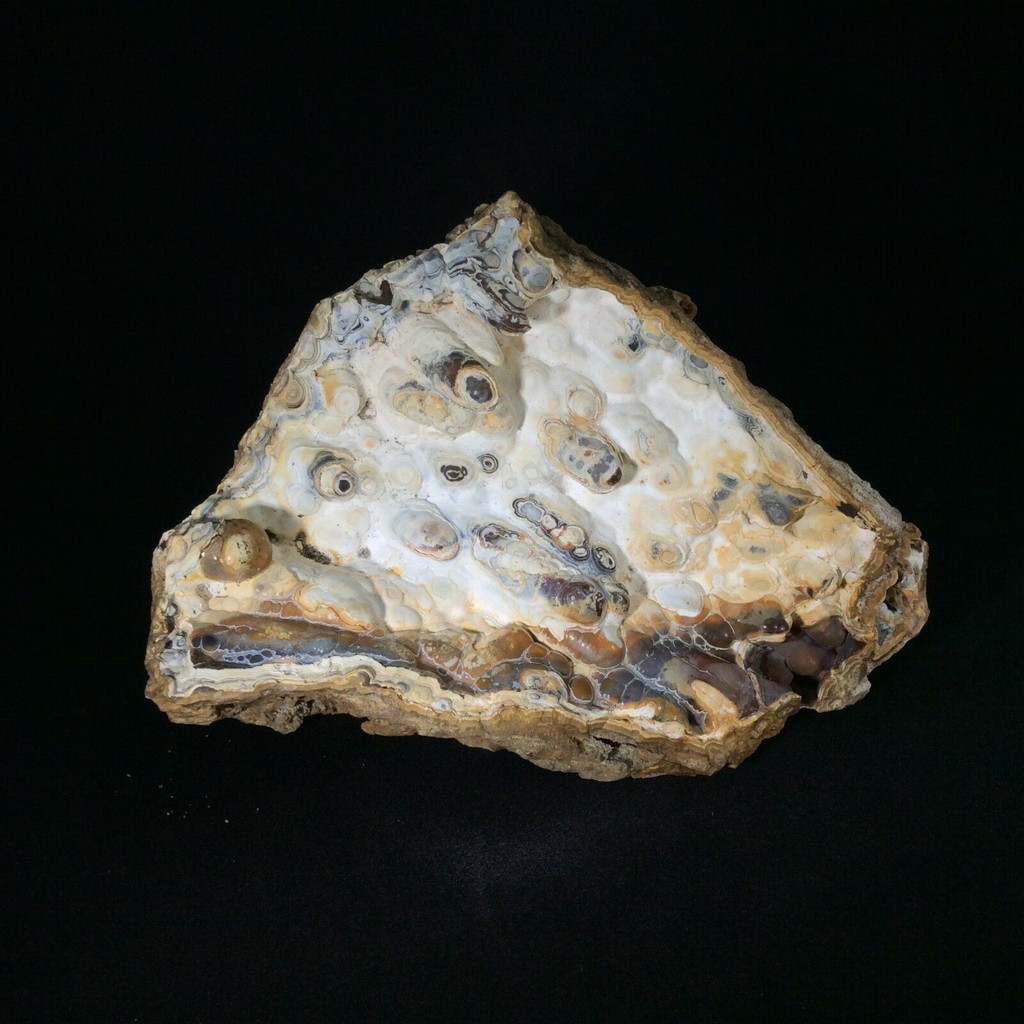 Agatized Fossil Coral 171295 Metaphysical Emotional Balance Healing 