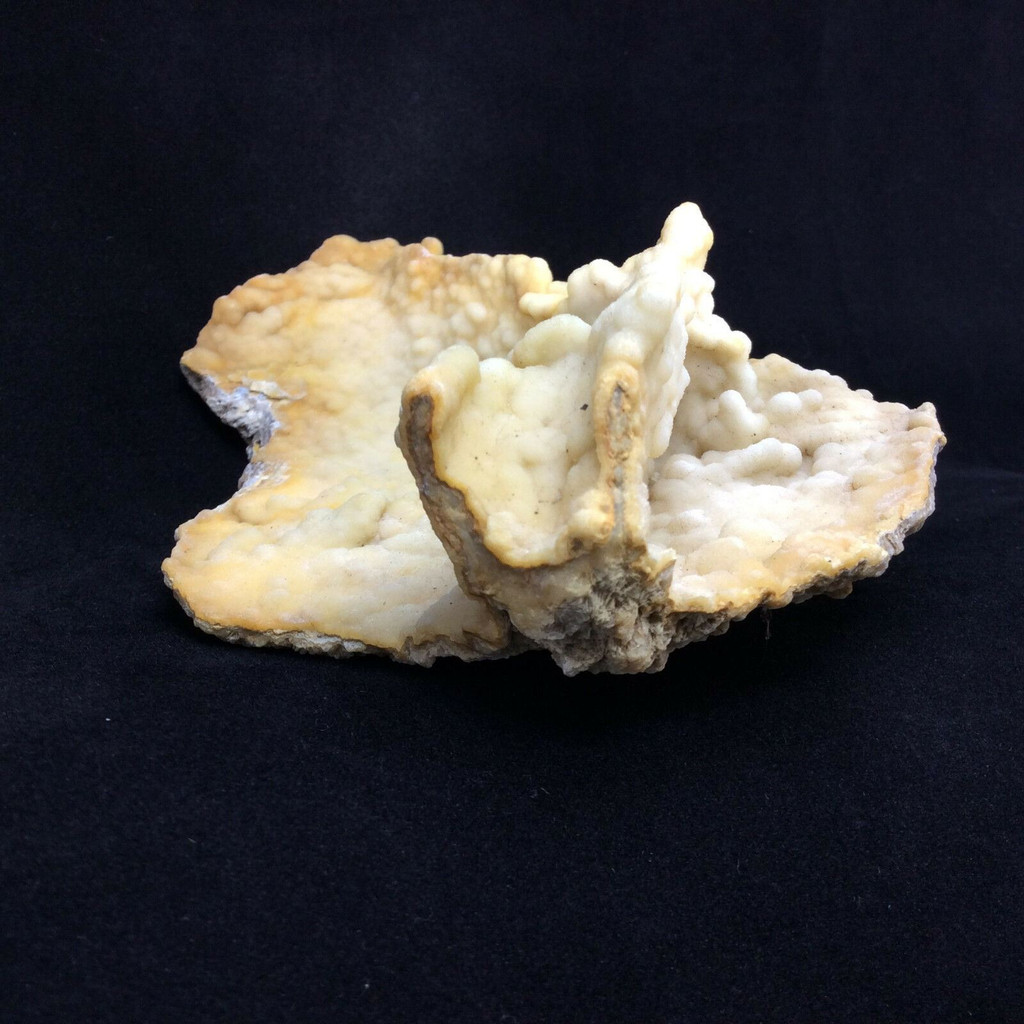 Agatized Fossil Coral 170777 257g Metaphysical Emotional Balance Healing 