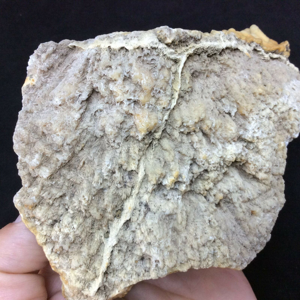 Agatized Fossil Coral 170777 257g Metaphysical Emotional Balance Healing 