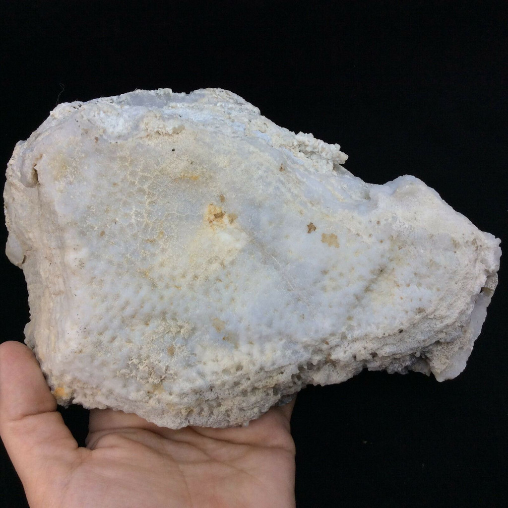 Agatized Fossil Coral 170778 2lbs 15.6oz Metaphysical Emotional Balance Healing 