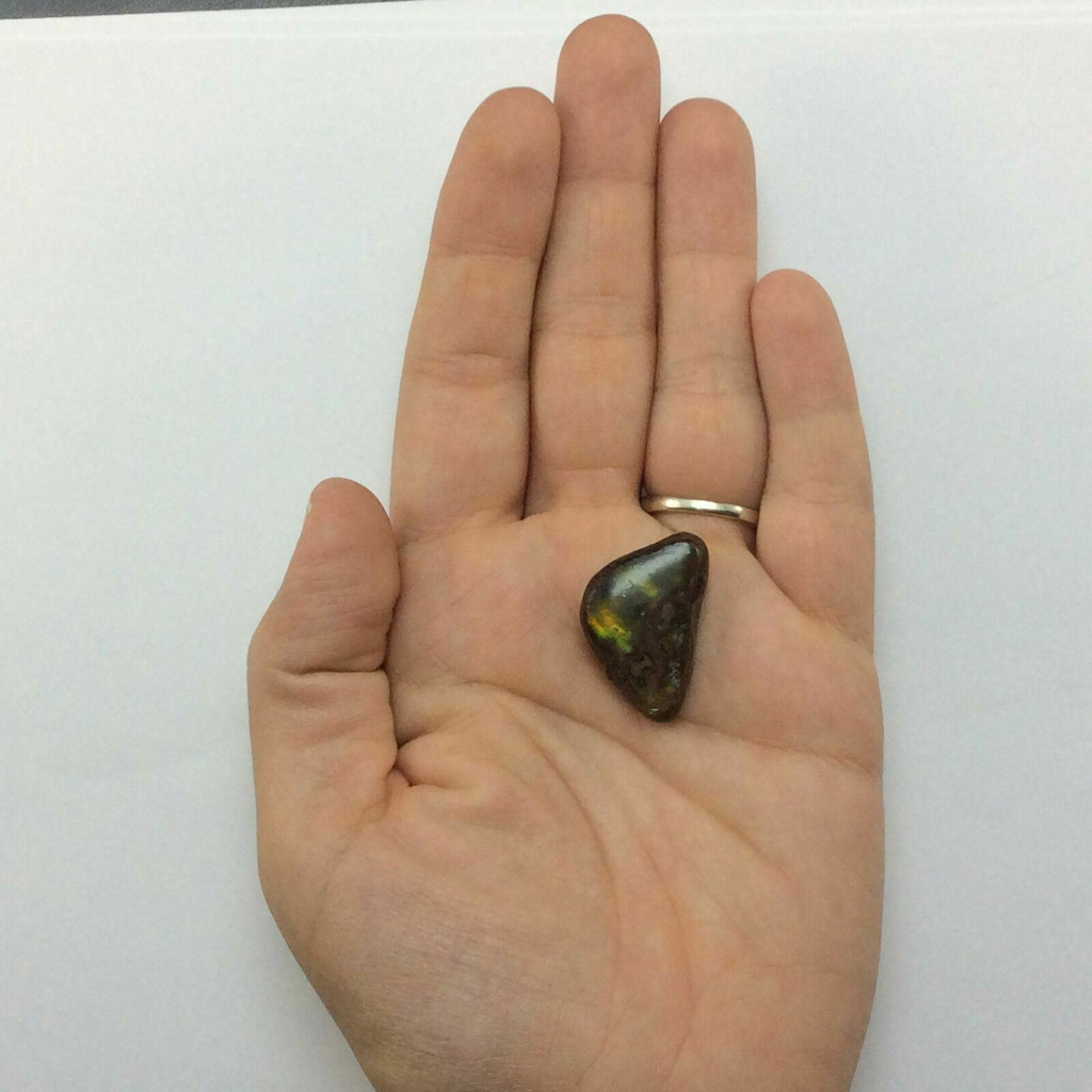 Triangular Ammolite Cabochon 170807 Fossil Jewelry Gemstone Ammonites
