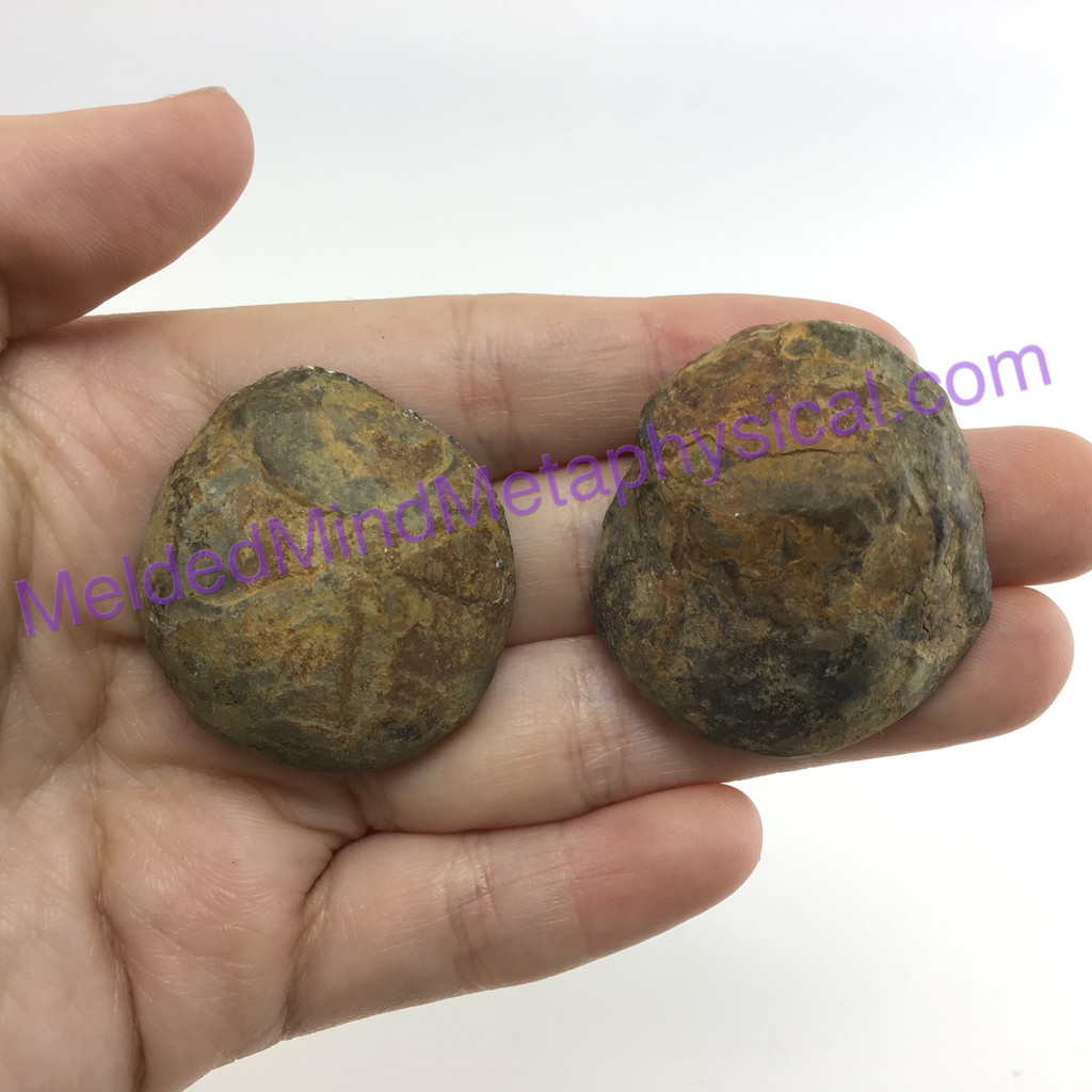 MeldedMind079 Sliced Septarian Nodule 36mm Morocco Specimen Mineral Decor