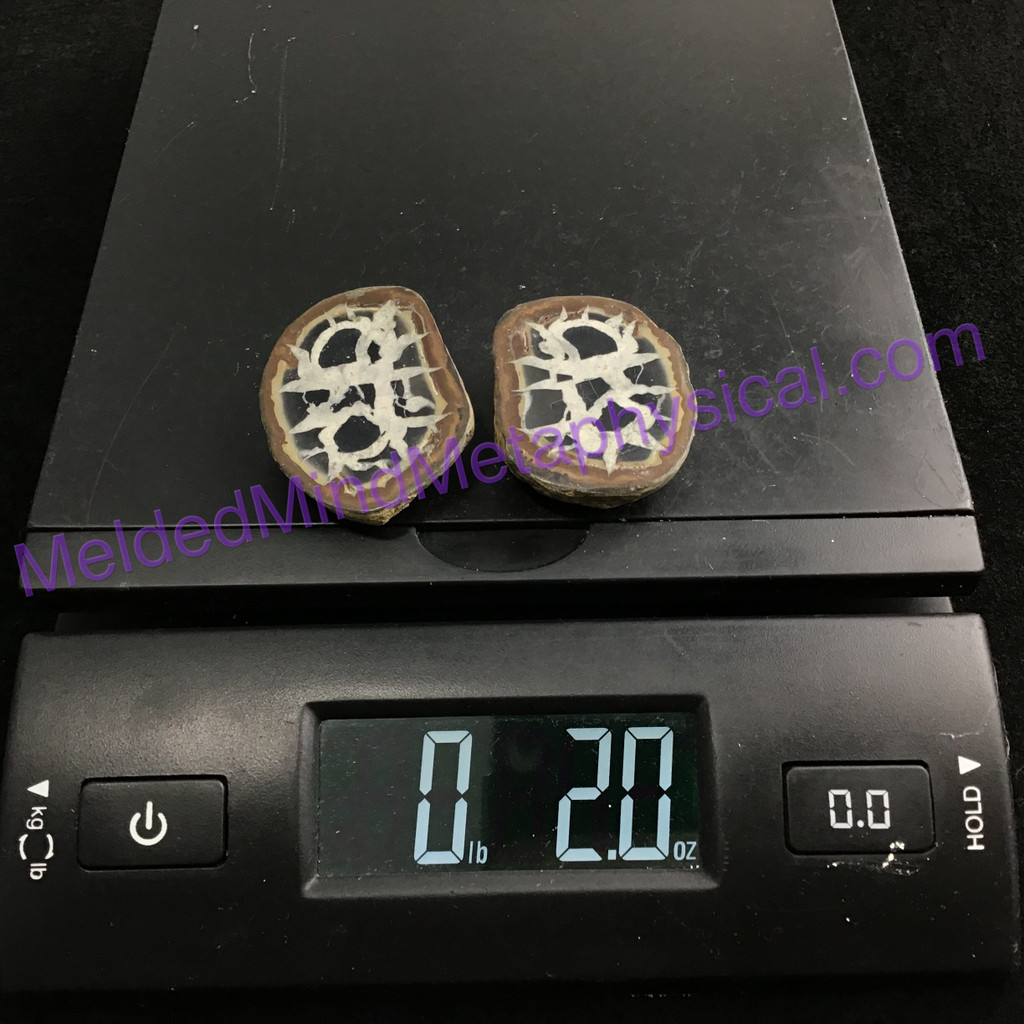 MeldedMind086 Sliced Septarian Nodule 42mm Morocco Specimen Mineral Decor