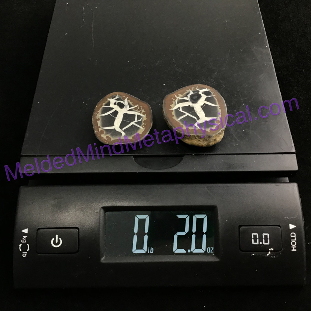 MeldedMind087 Sliced Septarian Nodule 46mm Morocco Specimen Mineral Decor