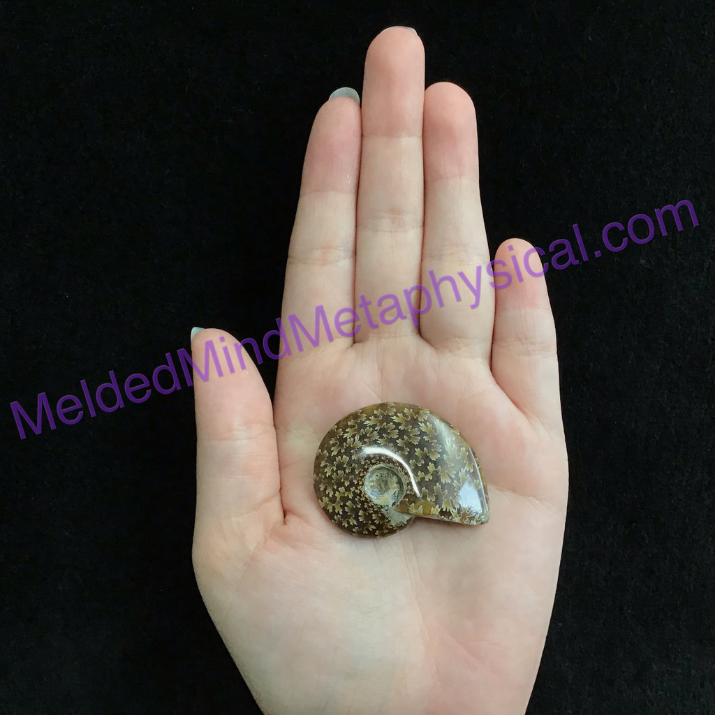 MeldedMind Polished Ammonite Specimen 1.64in. Fossil Artist Supply Jewelry 184