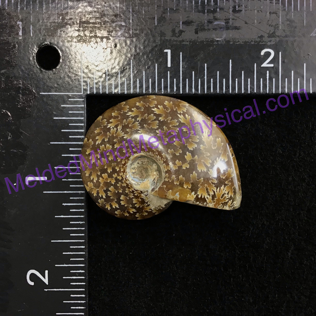 MeldedMind Polished Ammonite Specimen 1.64in. Fossil Artist Supply Jewelry 184