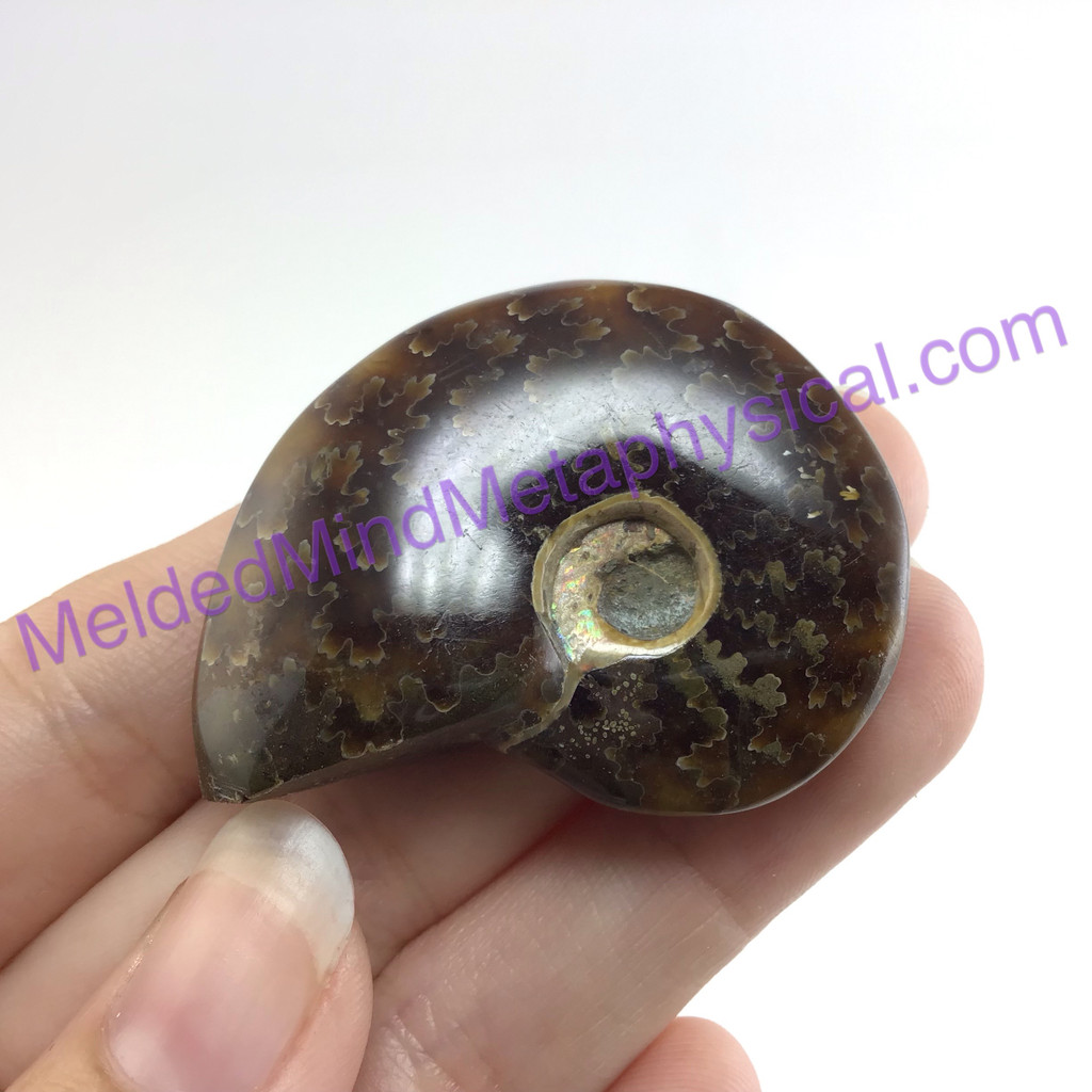 MeldedMind Polished Ammonite Specimen 1.70in. Fossil Artist Supply Jewelry 183