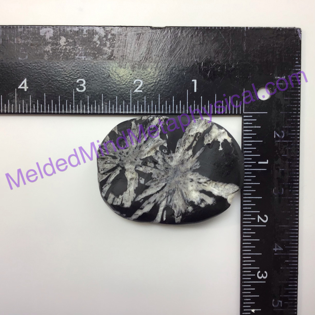 MeldedMind Chrysanthemum Palm Stone 2.5in 65mm Worry Smooth Metaphysical 187
