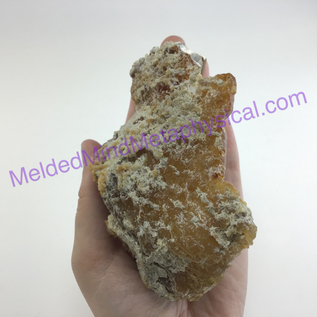 MeldedMind Fossil Coral 4.31in 109mm Natural Balance 023