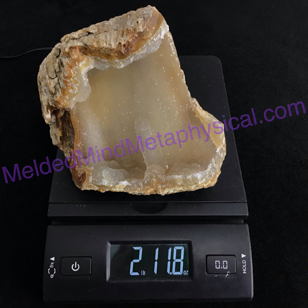 MeldedMind Agatized Fossil Coral Specimen 5.07in 128mm Natural Balance 699