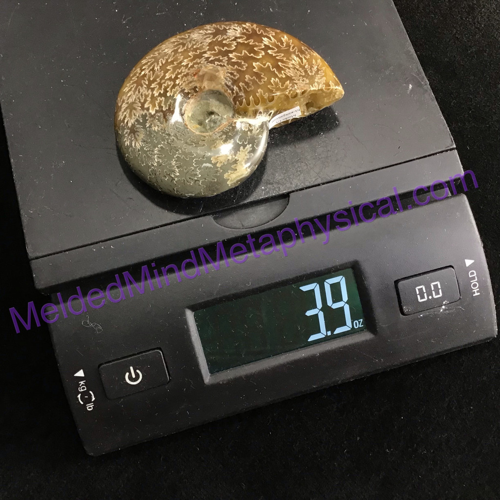 MeldedMind Polished Opalized Ammonite Fossil 3.05in Madagascar Ancient Stone 004