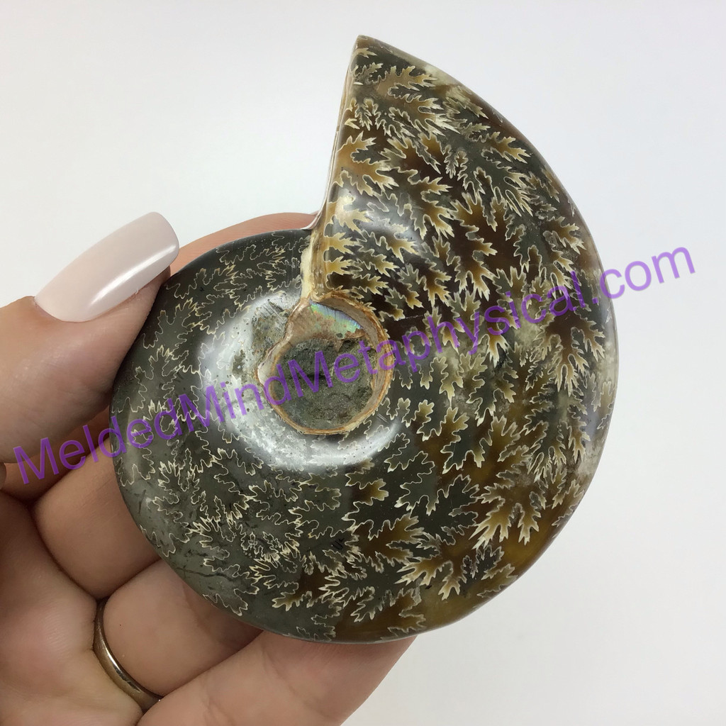 MeldedMind Polished Opalized Ammonite Fossil 3.05in Madagascar Ancient Stone 004