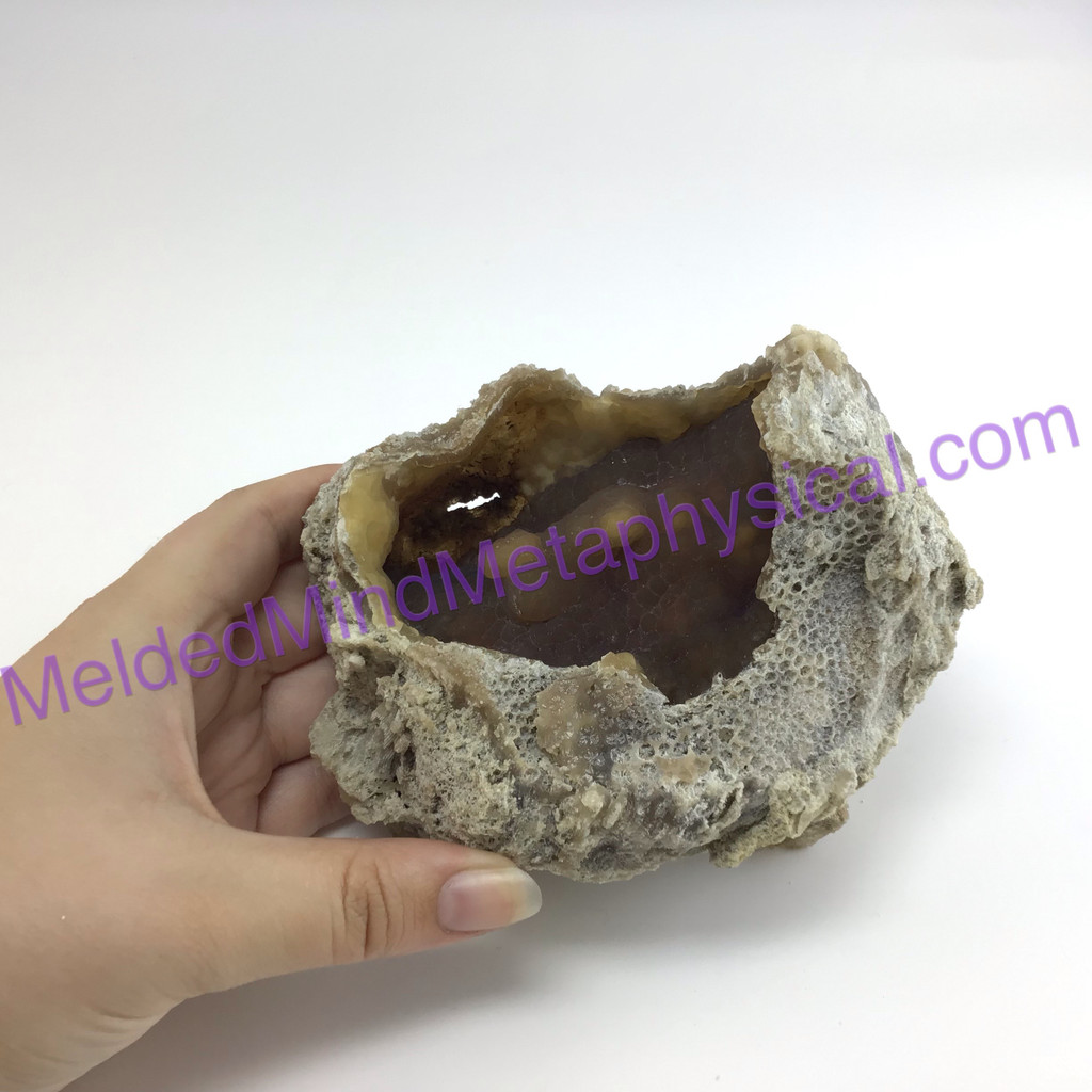 MeldedMind Agatized Fossil Coral Specimen 5.06in 28.7mm Natural Balance 790