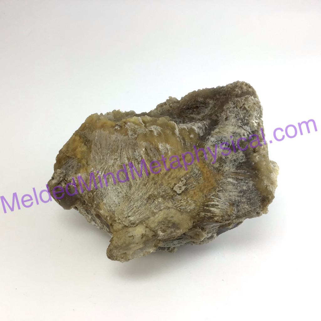 MeldedMind Agatized Fossil Coral Specimen 5.06in 28.7mm Natural Balance 790