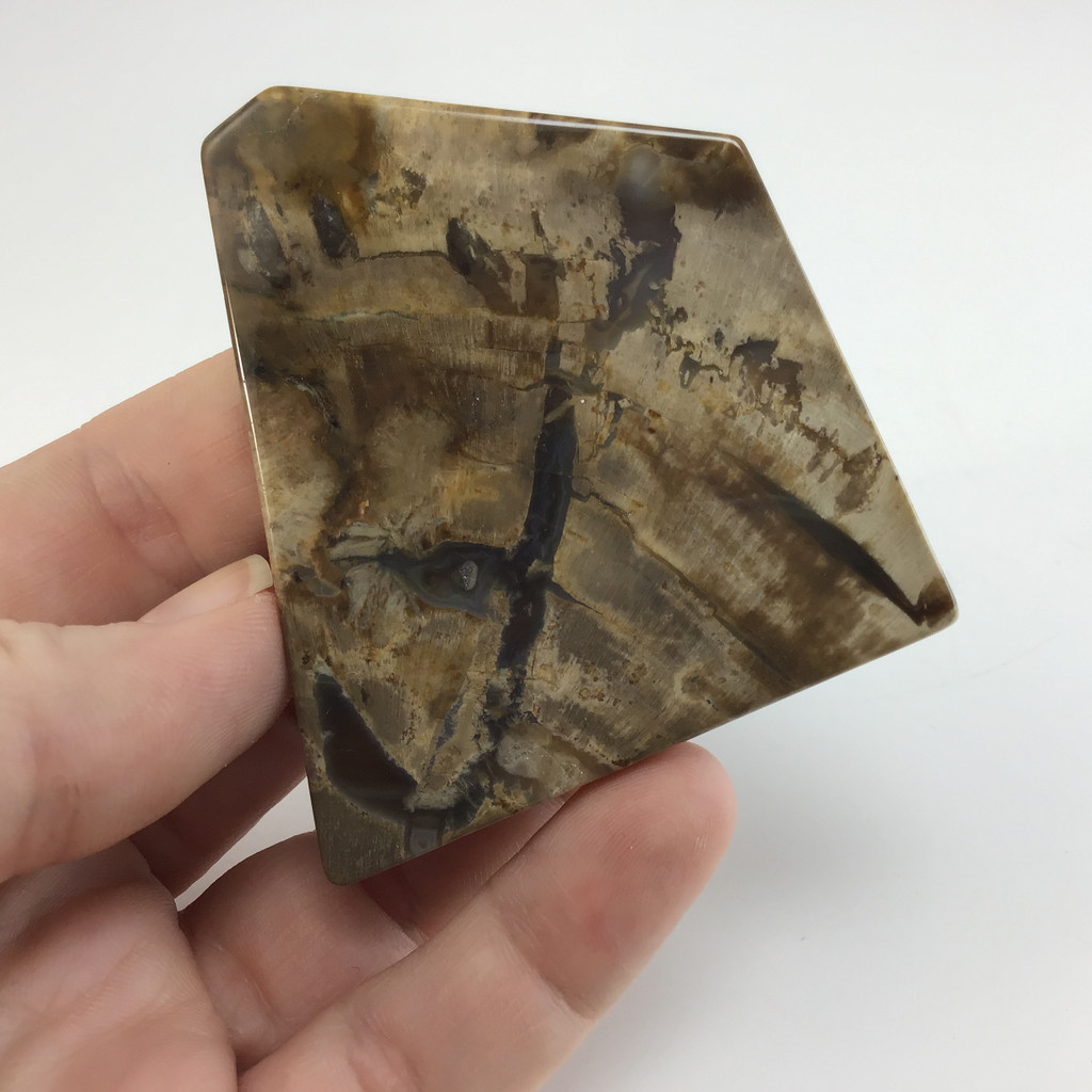 MeldedMind Grade "A" Polished Petrified Wood Slab 2.40in Pentagon Ancient 056