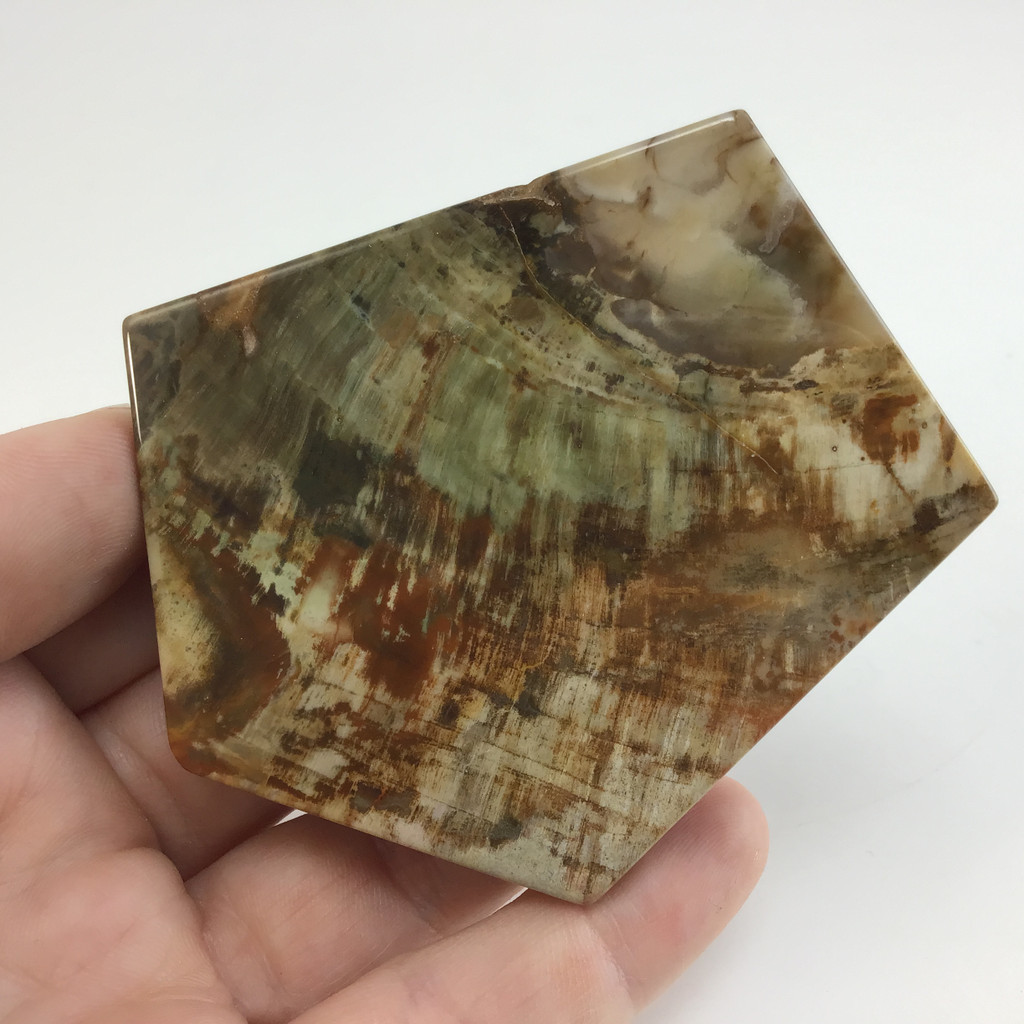 MeldedMind Grade "A" Polished Petrified Wood Slab 2.68in Pentagon Ancient 057